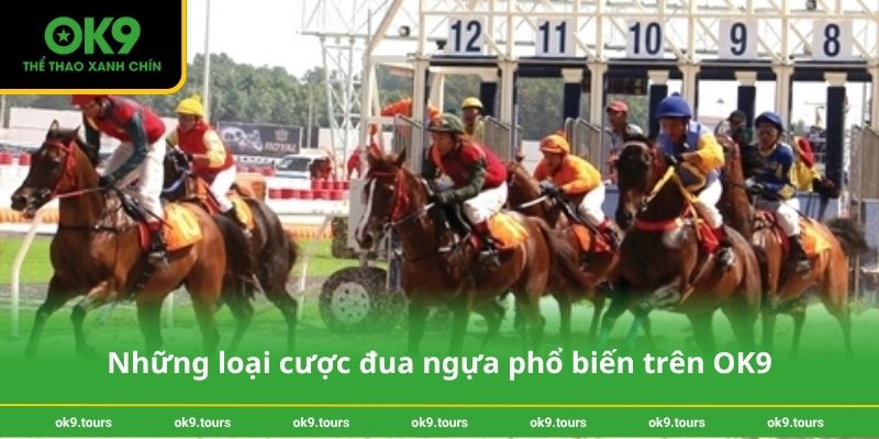 Những loại cược đua ngựa phổ biến trên OK9